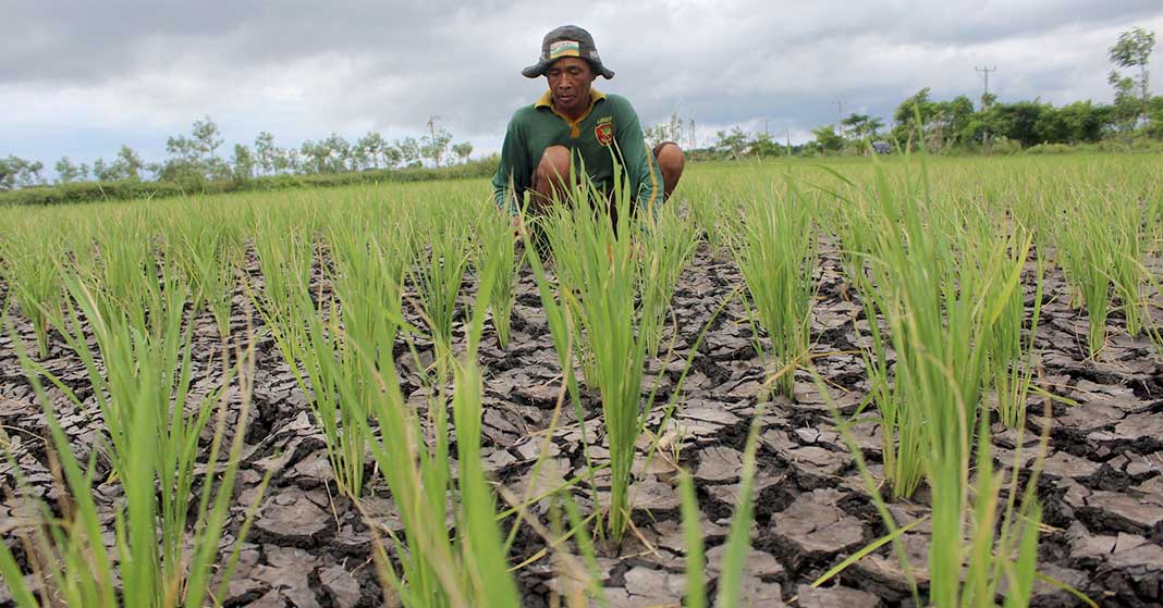 Bantu para Petani, Igloo Hadirkan Asuransi Indeks Cuaca Berbasis Blockchain